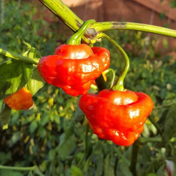 Aji Cachucha Chili Seeds