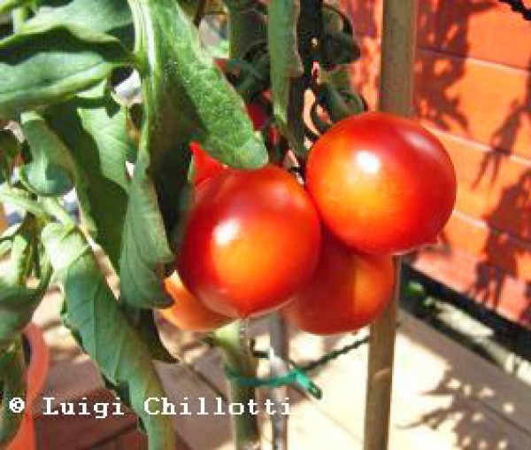 Principe Borghese Tomato Seeds