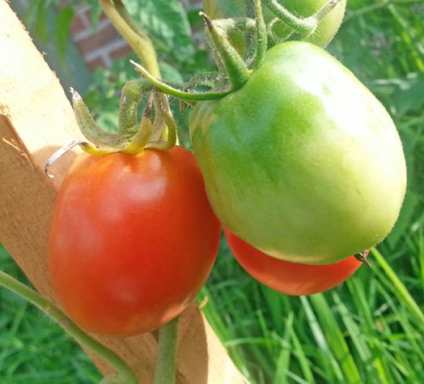 Ukrainian Purple Tomato Seeds