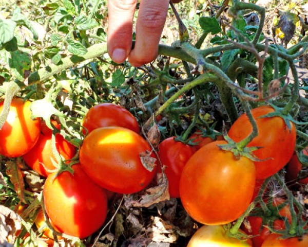 Kecskemeti Tomato Seeds