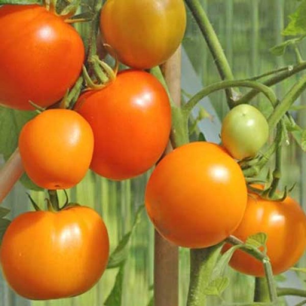 Zloty_Ozarowski_Tomaten_Samen_1.jpg