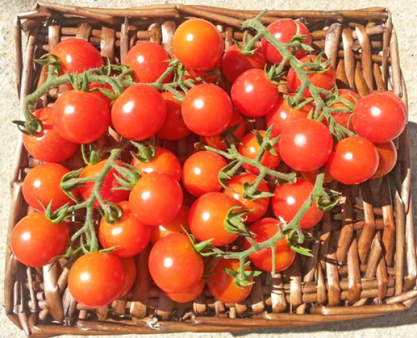 Ciliegia Incan Tomato Seeds