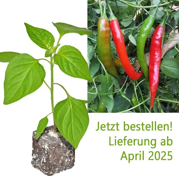 BIO_Aji_Colorado_Chili-Pflanze_01.jpg
