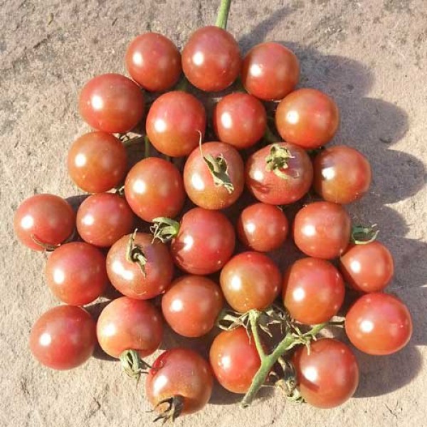 Black_Opal_Tomaten_Samen_1.jpg