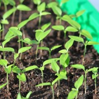 Was_tun_damit_Chilis_keimen_1.jpg Was_tun_damit_Chilis_keimen_1.jpg