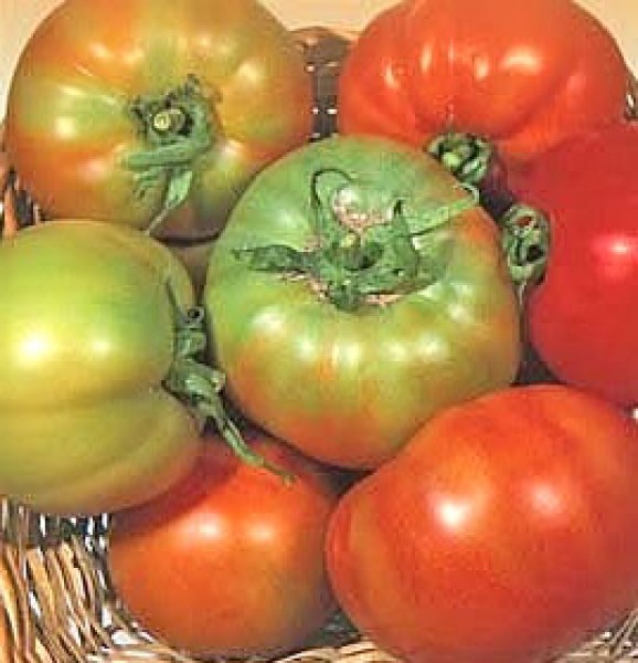 Licatese Tomato Seeds