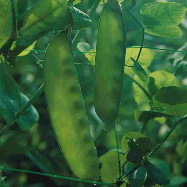 Pea Carouby de Maussane Seeds - buy online at chili-shop24.com