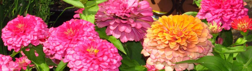 Zinnien