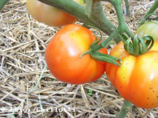Marmande Superprecoce Tomato Seeds