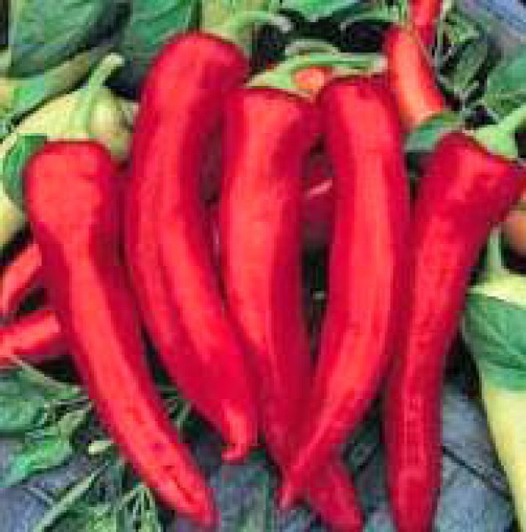 NuMex Joe E.Parker Chili Seeds