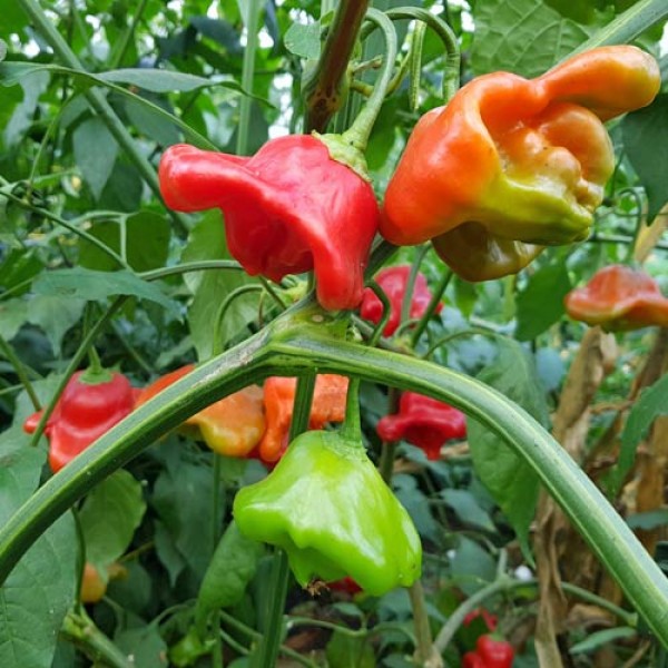 Nepalese_Bell_Chili_Samen_1.jpg