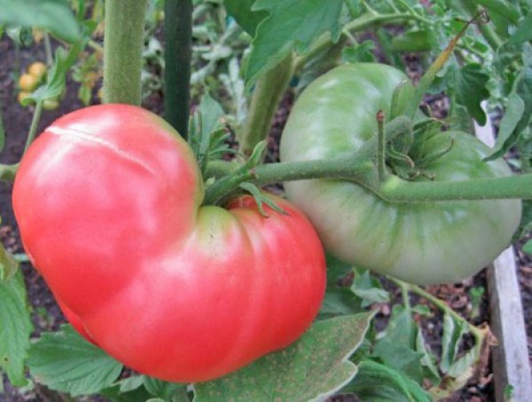 Ponderosa Pink Tomato Seeds