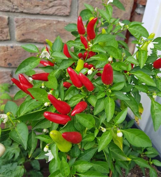 Feuerküsschen Red Chili Seeds