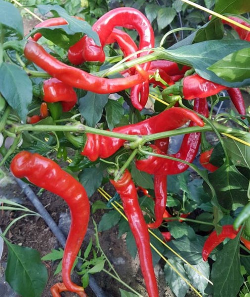 Cayenne_Thick_Chili_Samen_1.jpg