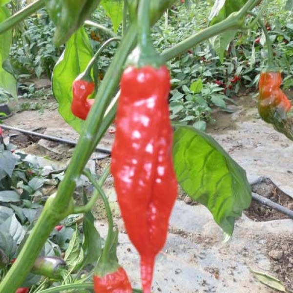 Condom Pepper Chili Seeds