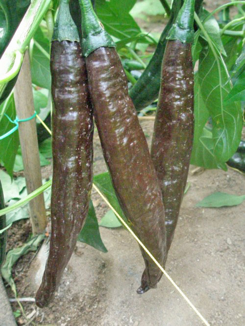 Order Holy Mole Chili Seeds online - chili-shop24.de