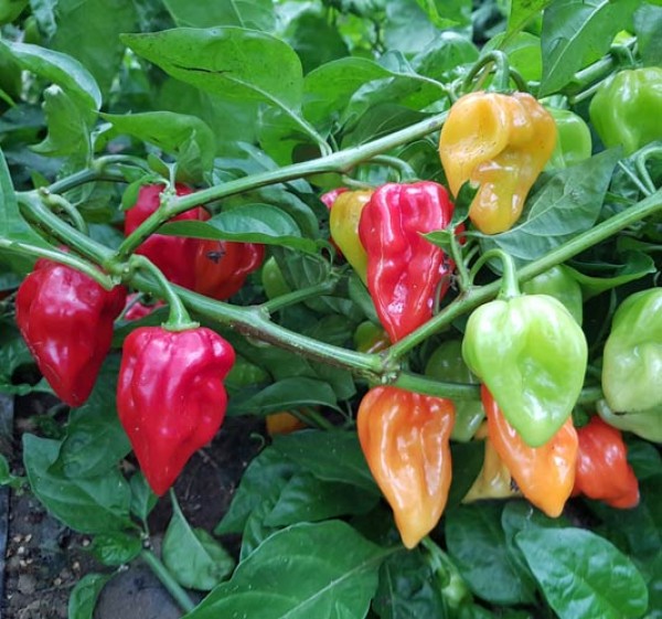 Habanero Antillais Caribbean Chili Seeds