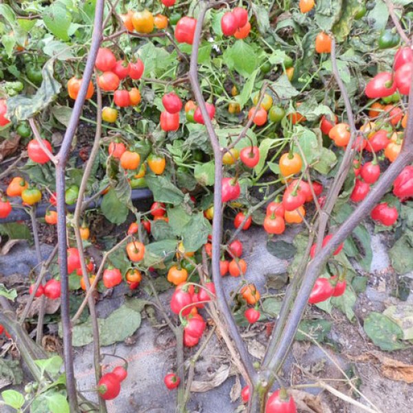 Aji Cochabamba Hot Chili Seeds