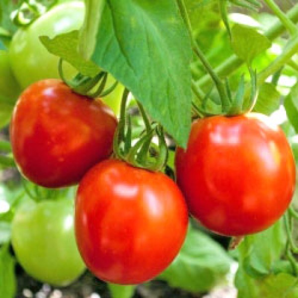 Glacier Tomato Seeds