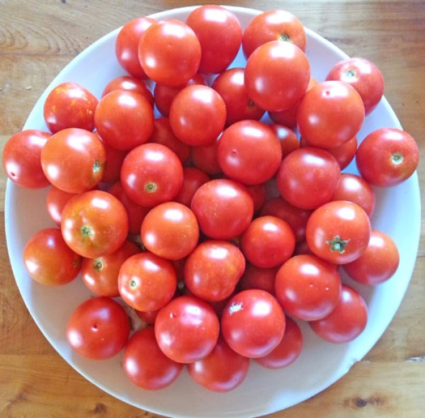 Camone Tomato Seeds